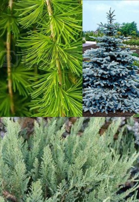 Ad:  ine yaprakllar.jpg
Gsterim: 1263
Boyut:  74.3 KB