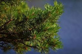 Ad: çam-1.jpg
Gösterim: 870
Boyut: 13.9 KB