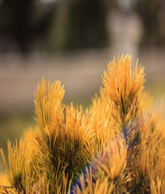 Ad: çam-3.jpg
Gösterim: 798
Boyut: 22.4 KB