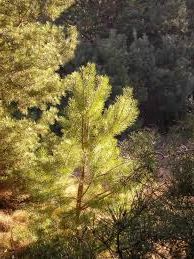 Ad: çam-4.jpg
Gösterim: 884
Boyut: 18.6 KB