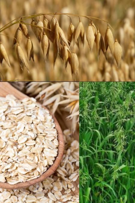 Ad: Yulaf.jpg
Gösterim: 781
Boyut: 59.3 KB