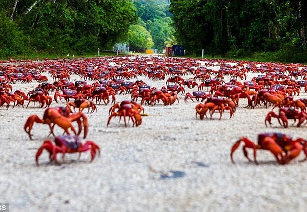 Ad:  krmzyengec.jpg
Gsterim: 458
Boyut:  239.7 KB