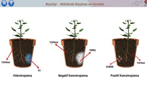 Ad:  Bitkilerde byme-3.jpg
Gsterim: 3031
Boyut:  19.2 KB