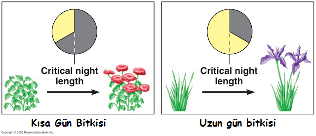 Ad:  Bitkilerde byme-4.png
Gsterim: 2842
Boyut:  36.8 KB