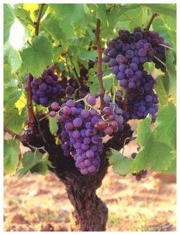 Ad:  1.JPG
Gsterim: 1817
Boyut:  31.5 KB