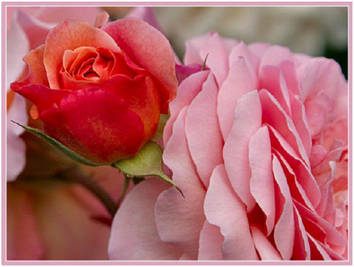 Ad: just_joey_pair.jpg
Gösterim: 304
Boyut: 49.1 KB