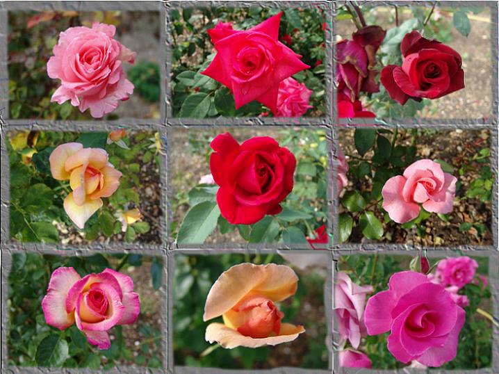 Ad: patchwork%20roses%201024.jpg
Gösterim: 315
Boyut: 80.8 KB