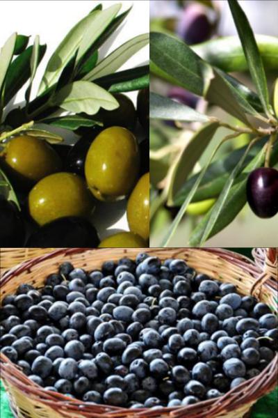 Ad: Zeytin.jpg
Gösterim: 1030
Boyut: 48.5 KB