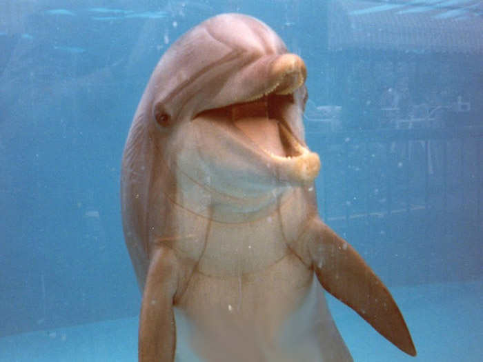 Ad: 1dolphin.jpg
Gösterim: 1610
Boyut: 79.9 KB