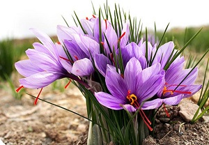 Ad:  safran.jpg
Gsterim: 357
Boyut:  36.8 KB