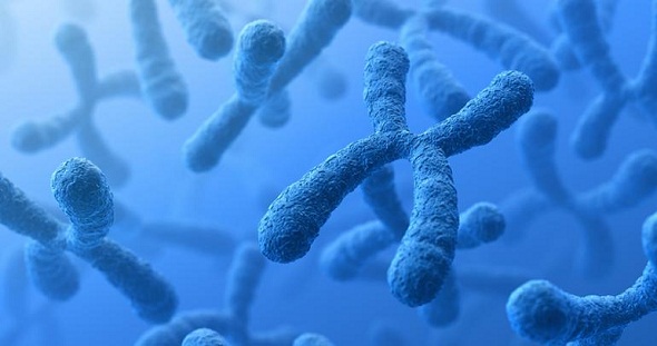 Ad: kromozom_dna.jpg
Gösterim: 11397
Boyut: 47.5 KB