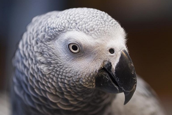 Ad: gri_papagan.jpg
Gösterim: 408
Boyut: 60.9 KB