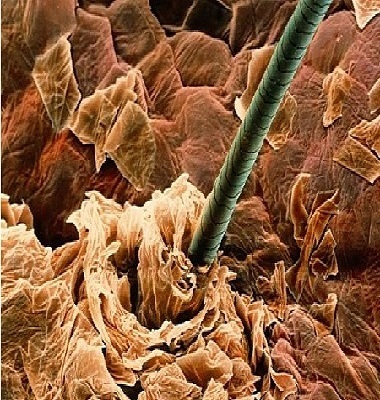 Ad: kıl ve deri.jpg
Gösterim: 4587
Boyut: 104.4 KB