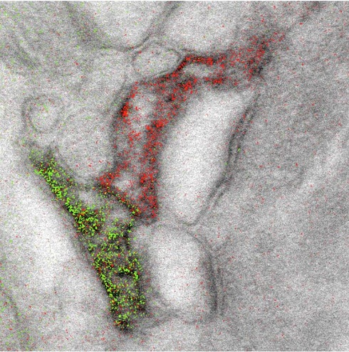 Ad: mikro_dunya.jpg
Gösterim: 2364
Boyut: 146.6 KB