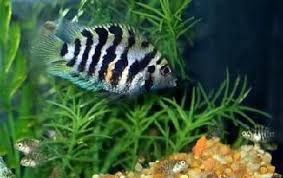 Ad:  zebra bal���.jpg
G�sterim: 951
Boyut:  9.7 KB