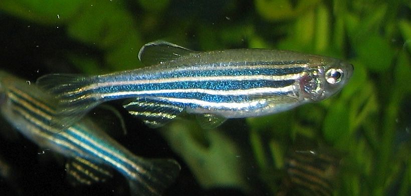 Ad:  Zebrafisch.jpg
Gsterim: 879
Boyut:  56.6 KB