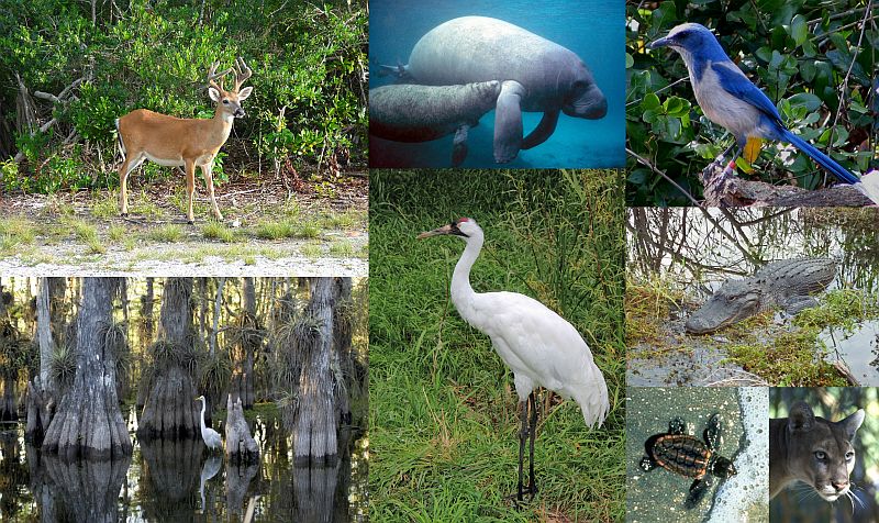 Ad: Florida4.jpg
Gösterim: 608
Boyut: 154.8 KB