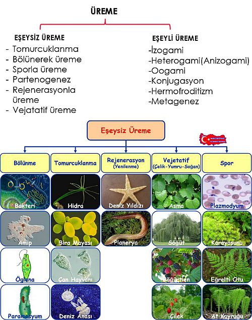 Ad: üreme.jpg
Gösterim: 29952
Boyut: 85.4 KB