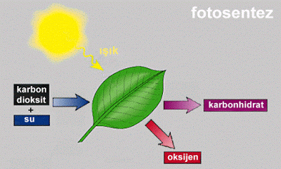 62181d1488123459 fotosentez fotosentez - 62181d1488123459 fotosentez fotosentez