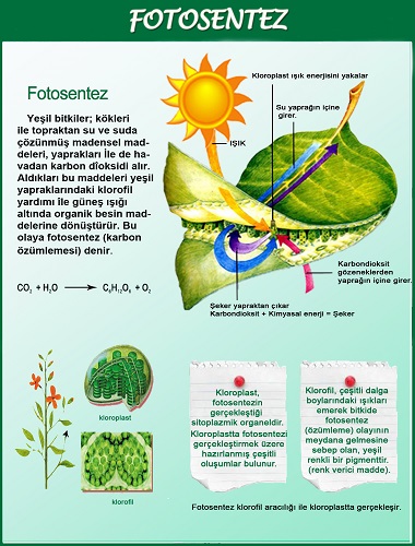 Ad:  fotosentezposterson (2).jpg
Gsterim: 3666
Boyut:  109.8 KB