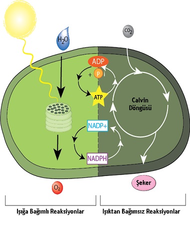 Ad:  fotosentez-reaksiyonlari.jpg
Gsterim: 2456
Boyut:  46.4 KB