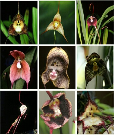 Ad: orkideler.jpg
Gösterim: 1998
Boyut: 59.7 KB