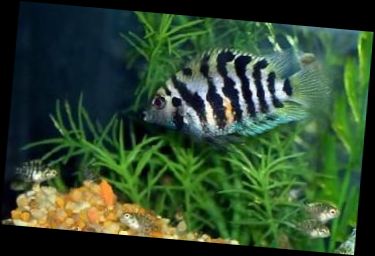 Ad: zebra-ciklet.jpg
Gösterim: 2603
Boyut: 18.8 KB