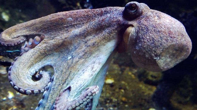 Ad:  _94889003_gettyimages-628271258.jpg
Gsterim: 16786
Boyut:  54.7 KB