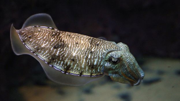 Ad:  _94889005_gettyimages-516781896.jpg
Gsterim: 2320
Boyut:  27.7 KB