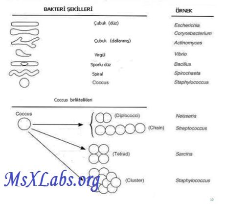 Ad:  Bakteri ekilleri-1.jpg
Gsterim: 3052
Boyut:  22.2 KB