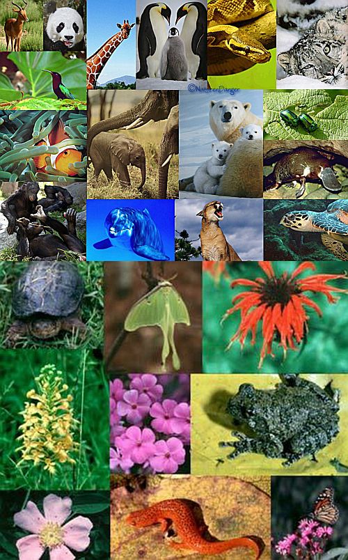 Ad: Biyolojik Çeşitlilik2.jpg
Gösterim: 11080
Boyut: 125.6 KB