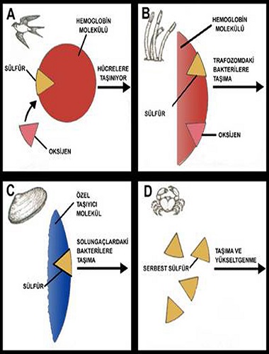 Ad:  anaerobik.jpg
Gsterim: 1143
Boyut:  56.1 KB