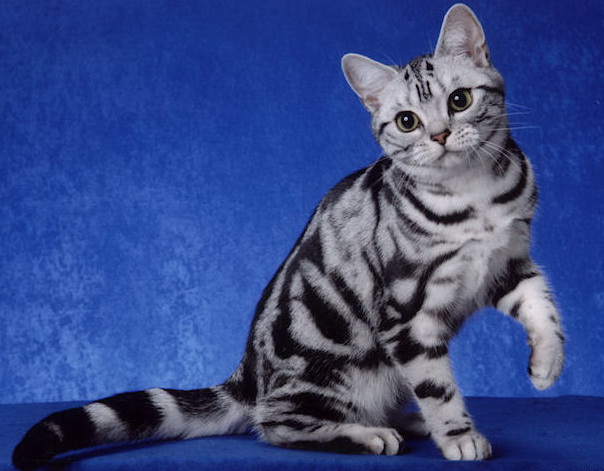 Ad:  c0be46813cea152b2d6f304a1faacd72.jpg
Gsterim: 1192
Boyut:  103.5 KB