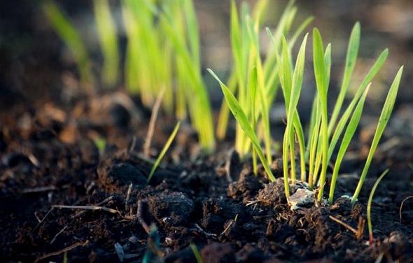 Ad: toprak_kahverengi.jpg
Gösterim: 2401
Boyut: 79.9 KB