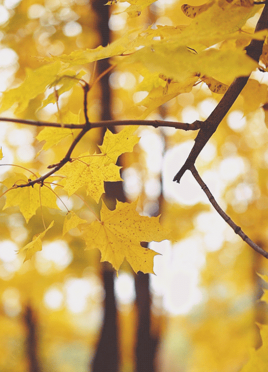 Ad:  gif-123.gif
Gsterim: 585
Boyut:  1.11 MB