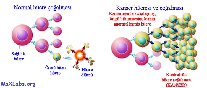 Ad:  normal-ve-kanserli-hcre-cogalmasi.jpg
Gsterim: 1074
Boyut:  68.7 KB