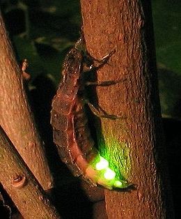 Ad:  Ate bcei-2.jpg
Gsterim: 2613
Boyut:  23.4 KB