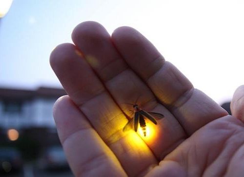 Ad:  Ate Bcei.jpg
Gsterim: 7177
Boyut:  16.6 KB