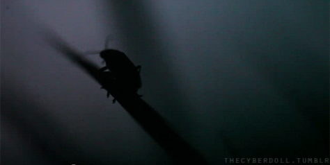 Ad:  firefly animated GIF firefly lightning insect bug insects.gif
Gsterim: 2911
Boyut:  463.9 KB