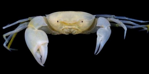 Ad: Harryplax-severus.jpg
Gösterim: 968
Boyut: 26.0 KB