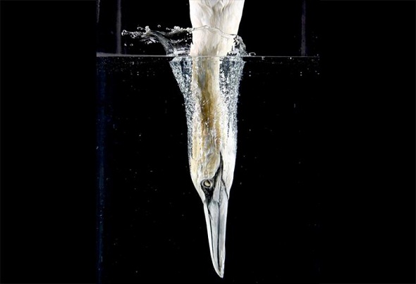 Ad: deniz_kusu_dalis.jpg
Gösterim: 357
Boyut: 32.1 KB