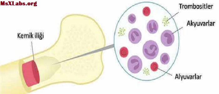 Ad:  losemi-cesitleri.jpg
Gsterim: 1851
Boyut:  40.0 KB