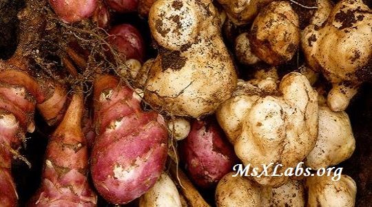 Ad: yer elması-2.jpg
Gösterim: 880
Boyut: 57.1 KB