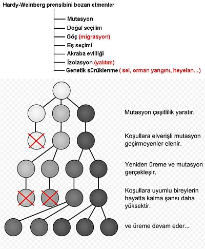 Ad: gen.jpg
Gösterim: 1122
Boyut: 42.7 KB Ad: gen.jpg
Gösterim: 1122
Boyut: 42.7 KB