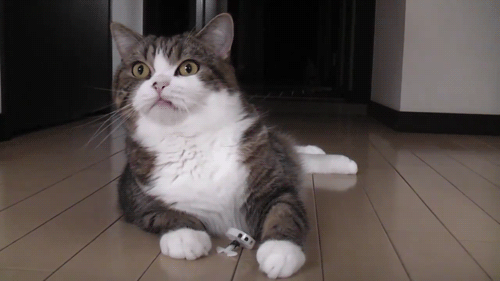 Ad:  tumblr_m33zn39A3X1ro2qi2.gif
Gsterim: 370
Boyut:  484.2 KB