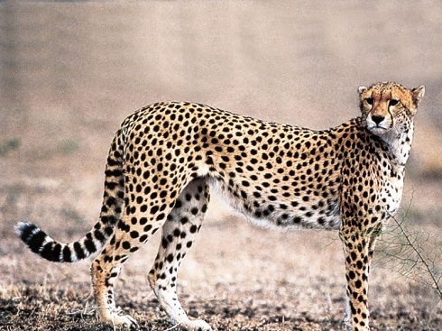 Ad: Cita34.jpg
Gösterim: 2230
Boyut: 106.9 KB