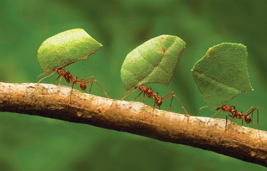 Ad:  Karnca4.JPG
Gsterim: 2688
Boyut:  45.4 KB