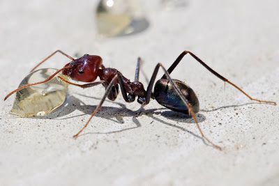 Ad:  Karnca6.JPG
Gsterim: 1864
Boyut:  17.2 KB