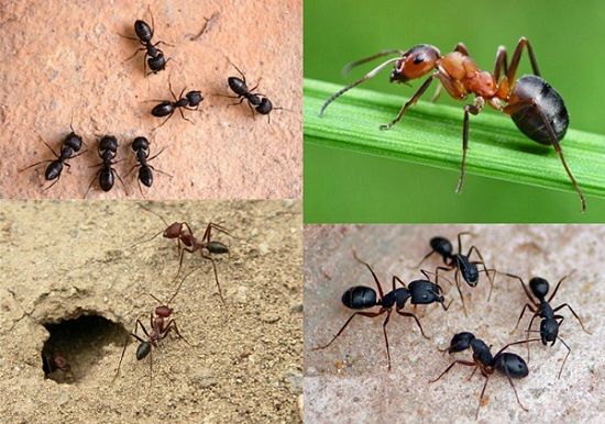 Ad:  Karnca3.JPG
Gsterim: 611
Boyut:  57.3 KB