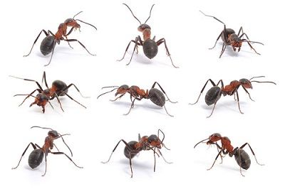 Ad:  Karnca1.JPG
Gsterim: 2188
Boyut:  30.7 KB